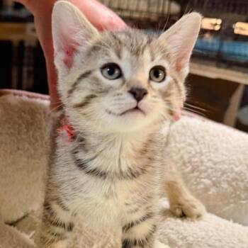 Domestic Short Hair Cats Available for Adoption in Pocono Summit, Pennsylvania - Maelstrom | PetCurious