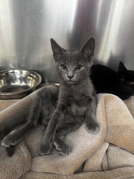Domestic Short Hair Cats Available for Adoption in Brewster, New York - Steve (90210 Litter) | PetCurious