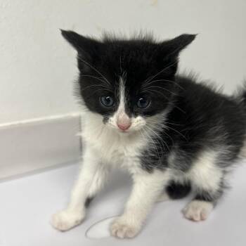 Angelica -  Domestic Medium Hair Cat for Adoption in Saint Charles, Missouri - Angelica | PetCurious