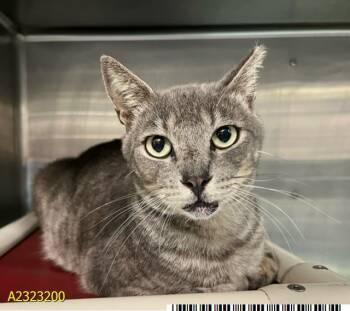 SESSHOMARU -  Domestic Short Hair Cat for Adoption in West Palm Beach, Florida - SESSHOMARU | PetCurious