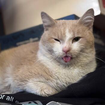 Rescue Domestic Short Hair Cats for Adoption in Middletown, Ohio - Barney | PetCurious