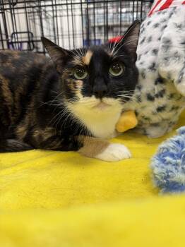 Willow 2026 -  Calico and Domestic Short Hair Cat for Adoption in Pompano Beach, Florida - Willow 2026 | PetCurious