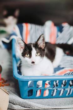 92050a Eclipse -  Domestic Short Hair Cat Available for Adoption in North Charleston, South Carolina - 92050a Eclipse | PetCurious