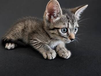 Lupine -  Tabby Cat for Adoption in West Hollywood, California - Lupine | PetCurious