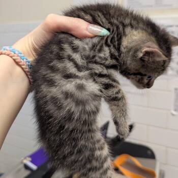 Domestic Short Hair Cats Available for Adoption in Pittsburgh, Pennsylvania - McStripes | PetCurious