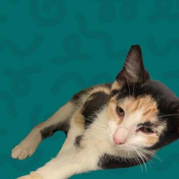 Watergirl -  Domestic Short Hair Cat for Adoption in Reno, Nevada - Watergirl | PetCurious