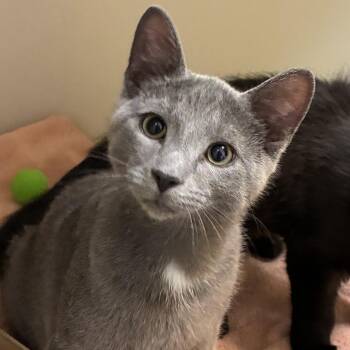 Pez -  Domestic Short Hair Cat for Adoption in Harrisonburg, Virginia - Pez | PetCurious