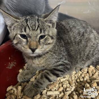 Zane -  Domestic Short Hair Cat for Adoption in Washington, District Of Columbia - Zane | PetCurious