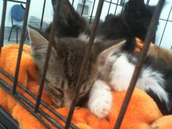 A1266096 -  Domestic Short Hair Cat for Adoption in Charlotte, North Carolina - A1266096 | PetCurious