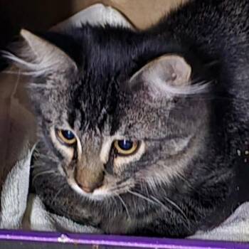 Reginald -  Domestic Medium Hair Cat for Adoption in Grantsville, Utah - Reginald | PetCurious