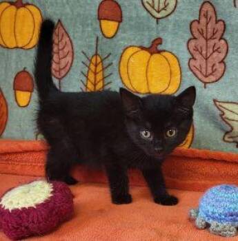Morticia -  Domestic Short Hair Cat for Adoption in Bucyrus, Ohio - Morticia | PetCurious