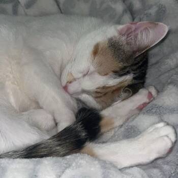 Domestic Short Hair Cats Available for Adoption in Greenfield, Indiana - Harley- Bonded With Quinn | PetCurious