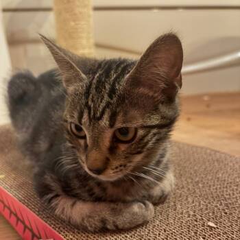 Cardinal -  Domestic Short Hair Cat for Adoption in Abbotsford, British Columbia - Cardinal | PetCurious