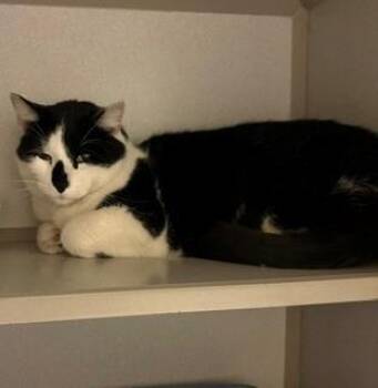 Domestic Short Hair Cats Available for Adoption in Mason City, Iowa - Bandit | PetCurious