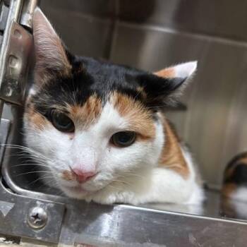 Selena -  Domestic Short Hair Cat for Adoption in East Brunswick, New Jersey - Selena | PetCurious