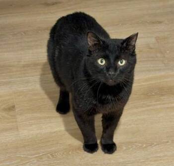 Domestic Short Hair Cats Available for Adoption in Vaughan, Ontario - Bob *solo Kitty | PetCurious
