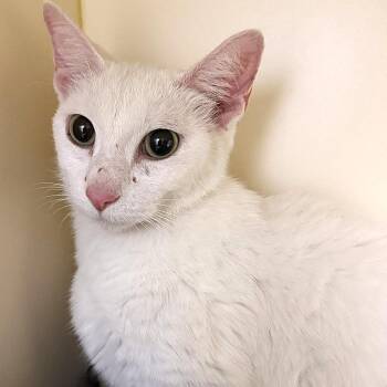 Skyler -  Domestic Short Hair Cat for Adoption in Cooperstown, New York - Skyler | PetCurious