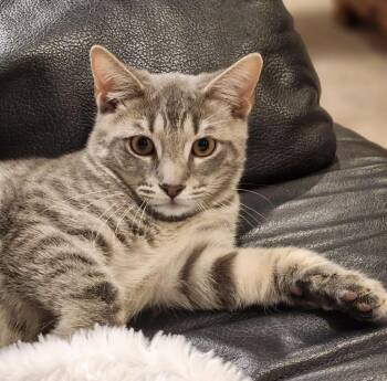 Grant -  Domestic Short Hair Cat for Adoption in Cincinnati, Ohio - Grant | PetCurious