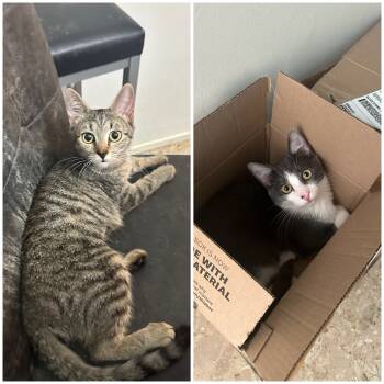 Rescue Domestic Short Hair Cats for Adoption in Silver Spring, Maryland - Penny & Leonard | PetCurious