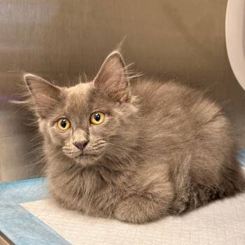 Moonshine -  Domestic Long Hair Cat for Adoption in Spring Hill, Kansas - Moonshine | PetCurious