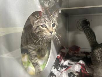 Domestic Short Hair Cats Available for Adoption - Morty | PetCurious