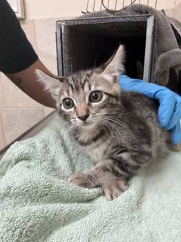 Rescue Domestic Short Hair Cats for Adoption in Honolulu, Hawaii - 59699648 | PetCurious
