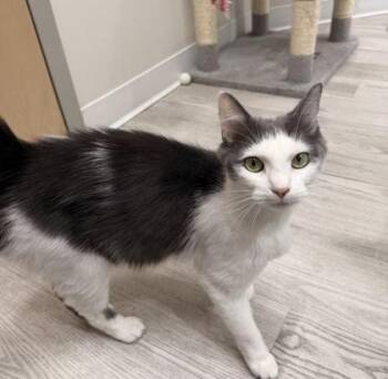 Domestic Short Hair Cats Available for Adoption in Annapolis, Maryland - Collette | PetCurious