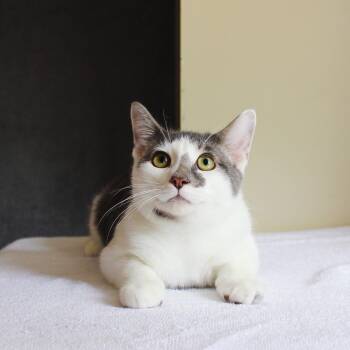 Lucky -  Tabby Cat for Adoption in Wayne, New Jersey - Lucky | PetCurious