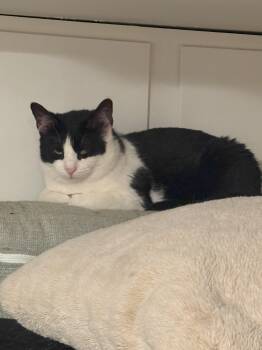 Rescue Domestic Short Hair Cats for Adoption in Crompond, New York - Claire | PetCurious