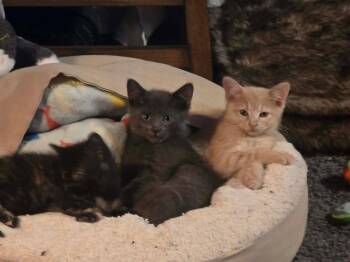 Asher -  Domestic Short Hair Cat Available for Adoption in Hinckley, Illinois - Asher | PetCurious