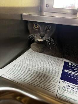 Domestic Medium Hair Cats Available for Adoption in Nacogdoches, Texas - Stormy | PetCurious