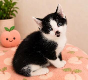 Hugh JackMEOWn -  Domestic Short Hair Cat for Adoption in Douglasville, Georgia - Hugh JackMEOWn | PetCurious