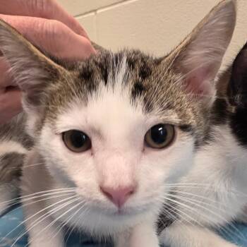Clank -  Domestic Short Hair Cat for Adoption in Council Bluffs, Iowa - Clank | PetCurious