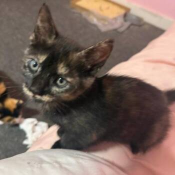 Bear C11823 -  Domestic Short Hair Cat for Adoption - Bear C11823 | PetCurious
