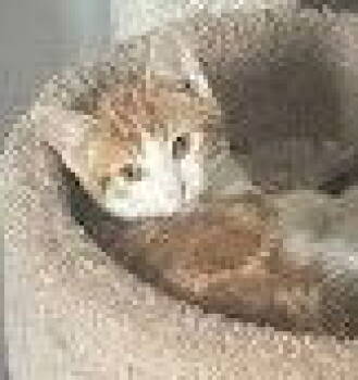 Rescue Tabby and Domestic Short Hair Cats for Adoption - Bingo | PetCurious