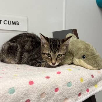 Blueberry -  Domestic Short Hair Cat for Adoption in West Palm Beach, Florida - Blueberry | PetCurious
