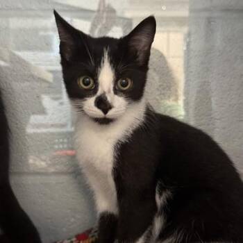 Pencil -  Domestic Short Hair Cat for Adoption in Baltimore, Maryland - Pencil | PetCurious