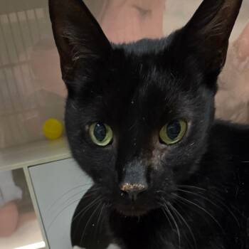 Domestic Short Hair Cats Available for Adoption in Reno, Nevada - Onyx | PetCurious