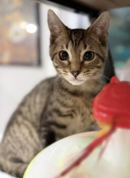 Kawasaki -  Domestic Short Hair Cat for Adoption in Jackson, Georgia - Kawasaki | PetCurious