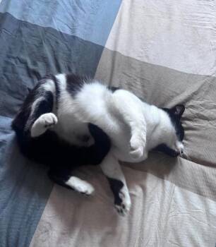 Rizzo -  Domestic Short Hair Cat for Adoption in Chicago, Illinois - Rizzo | PetCurious