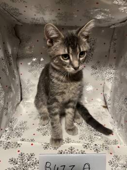 Buzz Aldrin -  Domestic Short Hair Cat for Adoption in Wheaton, Illinois - Buzz Aldrin | PetCurious