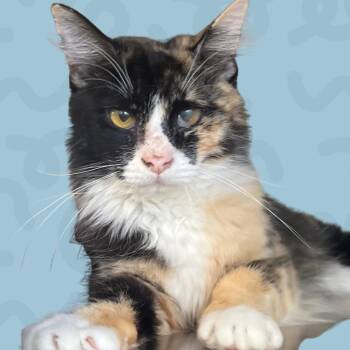 Moira -  Domestic Short Hair Cat for Adoption in Reno, Nevada - Moira | PetCurious