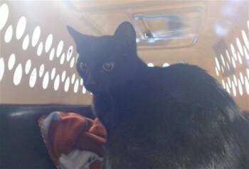 A473004 -  Domestic Short Hair Cat for Adoption in Oklahoma City, Oklahoma - A473004 | PetCurious