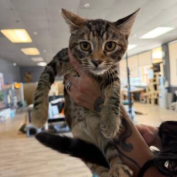 Primrose -  Domestic Short Hair Cat for Adoption in Las Vegas, Nevada - Primrose | PetCurious