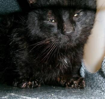 Panther (Working Cat) -  Domestic Short Hair Cat Available for Adoption in Plover, Wisconsin - Panther (Working Cat) | PetCurious