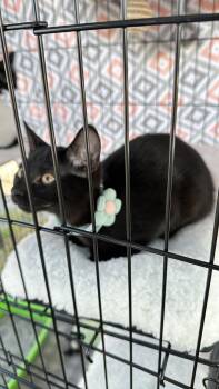 Beatrix -  Domestic Short Hair Cat for Adoption in Monticello, Indiana - Beatrix | PetCurious