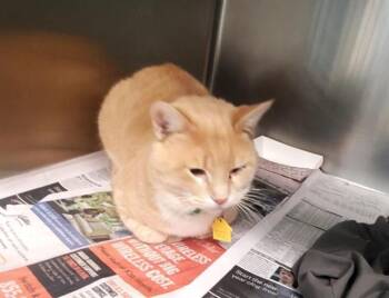 Domestic Short Hair Cats Available for Adoption in St. Louis, Missouri - POOH | PetCurious