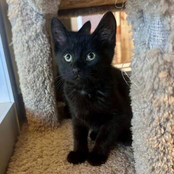 Domestic Short Hair Cats Available for Adoption in Walnut Creek, California - Bark | PetCurious