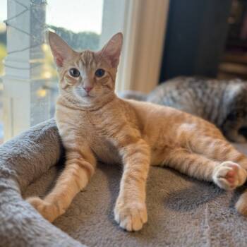 Rescue Domestic Short Hair Cats for Adoption in Delaware, Ohio - Slinky | PetCurious