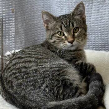 DAISY -  Domestic Short Hair Cat for Adoption in Gresham, Wisconsin - DAISY | PetCurious